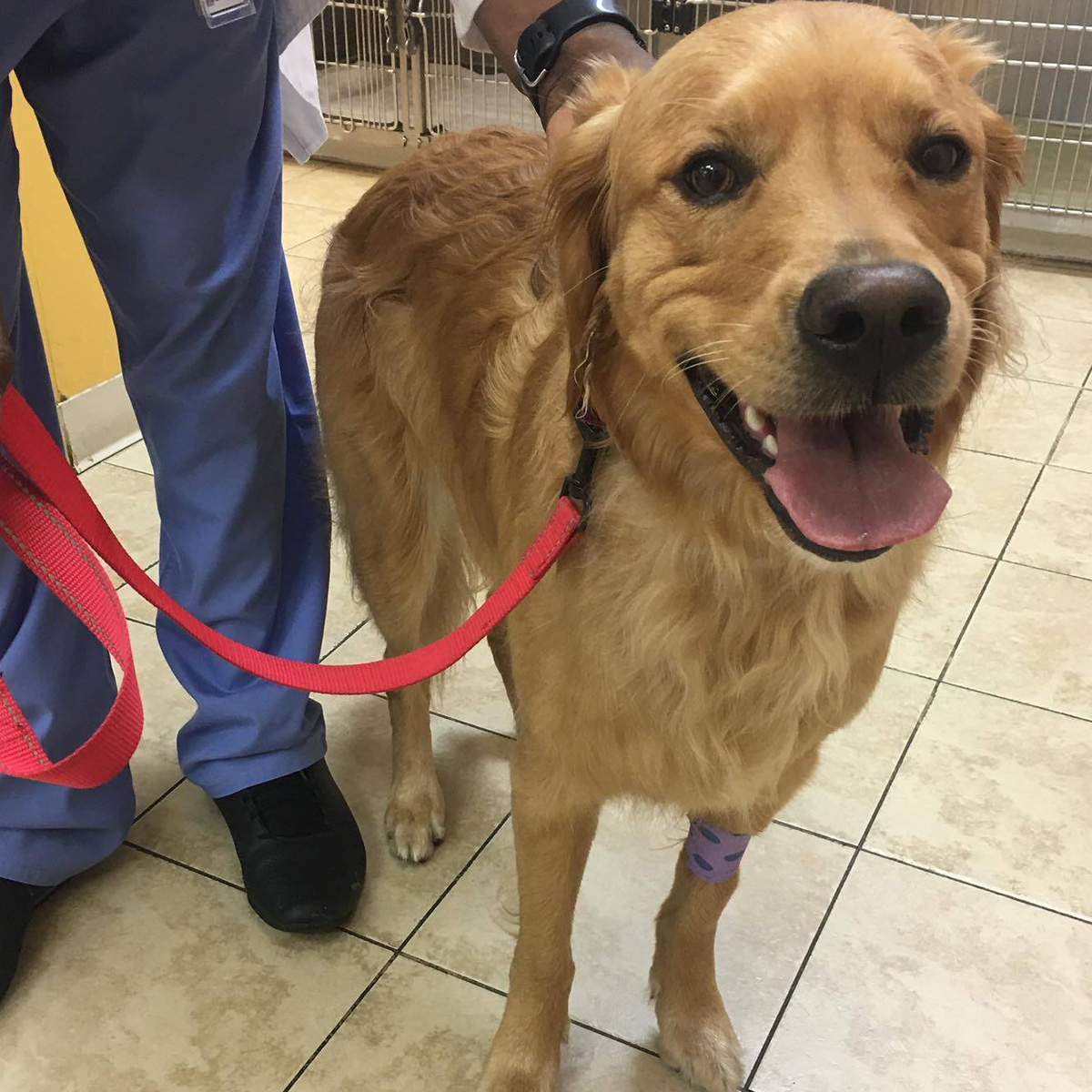 Happy golden retriever with a red leash stands on tiled floor, next to a person in blue scrubs.