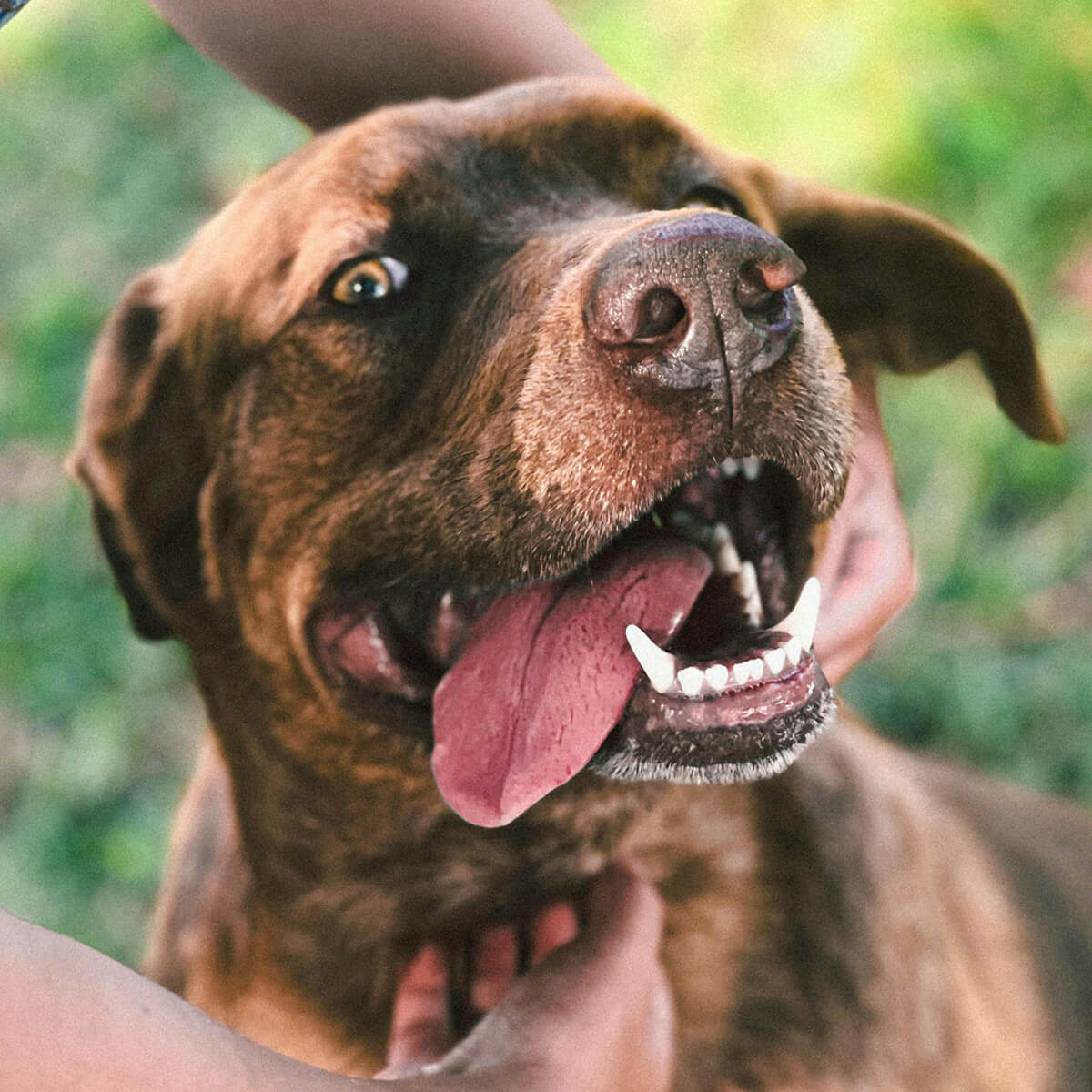 A happy brown dog with a wide-open mouth and tongue out, being petted on a sunny day.