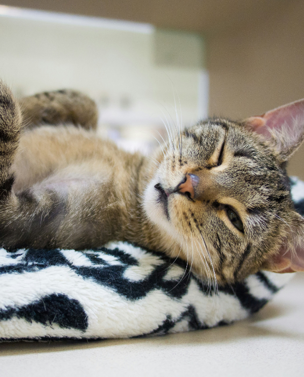 Cat laying on a zebra striped bed